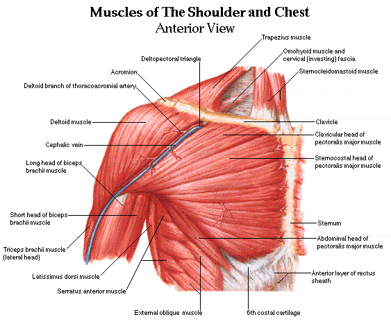 Shoulder and Chest Muscles