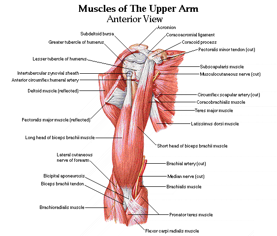 Front Upper Arm Muscles