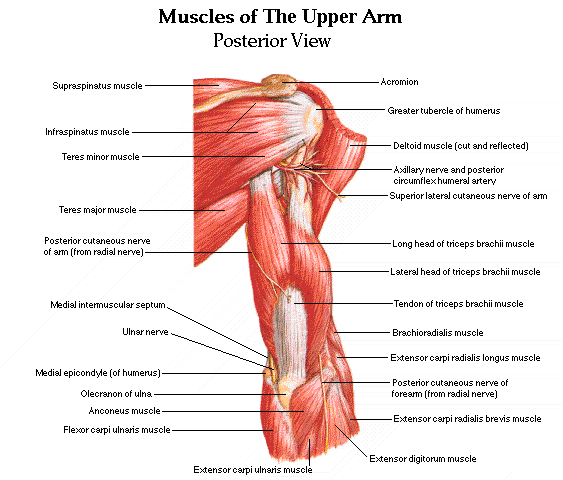 Rear Upper Arm Muscles